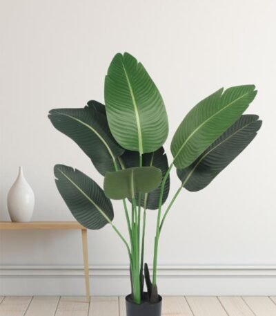 Decorative Banana Plant in Modern Living Room Setting